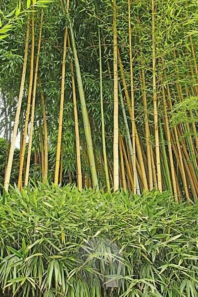 Bildagentur | mauritius images | Bambuswald, Italien, Sdtirol, Meran,  Trautmannsdorf, Garten, Gartenanlage, Park, Parkanlage, ffentlich,  botanisch, Botanik, asiatisch, Pflanzen, Urwald, urwaldartig, Bambus,  Stangen, Bambusstangen, Stamm, Ringe ...