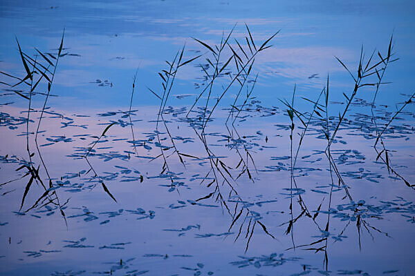 Reeds, lake, reflection