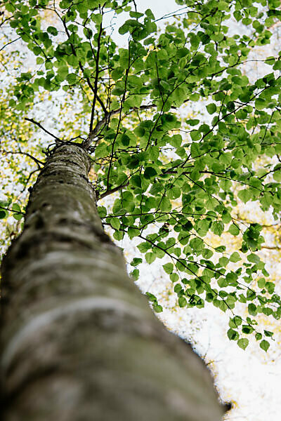 Birches and beeches at the lake "Obersee" in May,