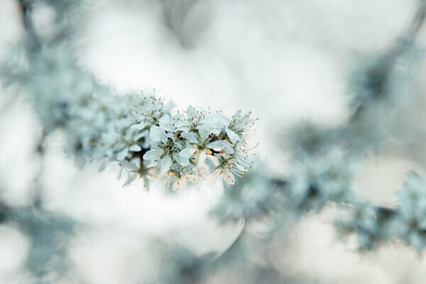 Blossoming blackthorn fork