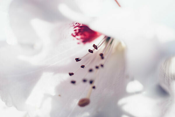 Close-up of a small white blossom