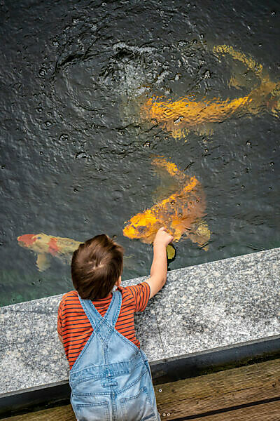 Child at the Koi pond