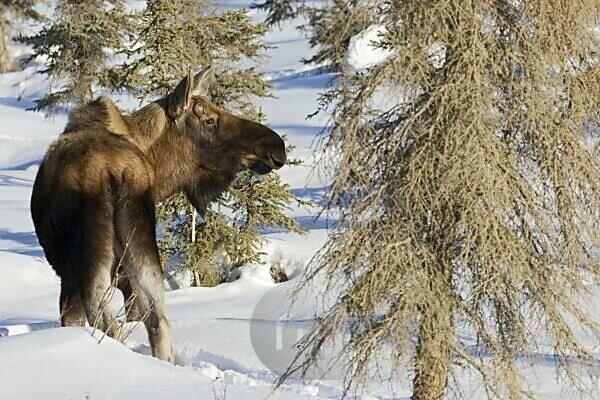  Alaska State Animal Moose Flag Women's Underwear Low