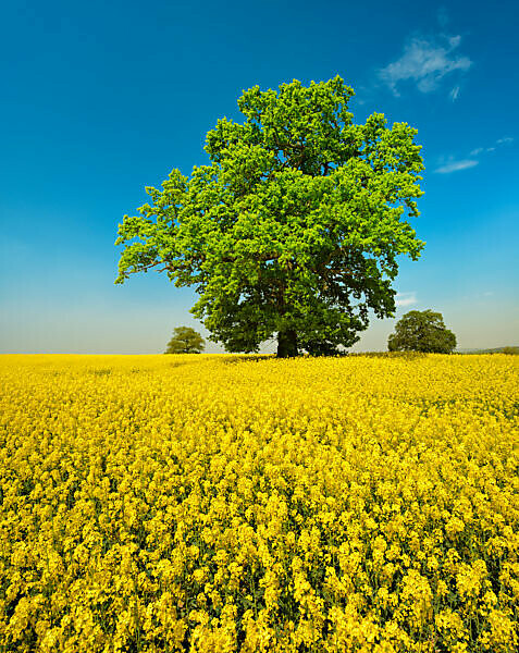 Flowering rape field with old solitary oak trees, blue sky with nice weather clouds, Mecklenburgische Schweiz, Mecklenburg-Western Pomerania, Germany