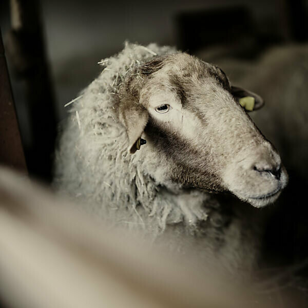sheepfold
