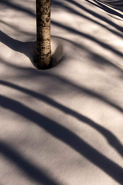 The shade of trees on snowy snow