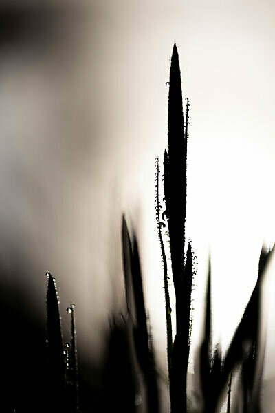 Hoar frost on reed shoots and grass on the shore of the Geroldsee