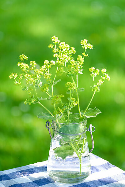 Summer Still Life with Lady's Mantle Flowers in the Garden