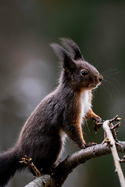 Squirrel, Sciurus vulgaris