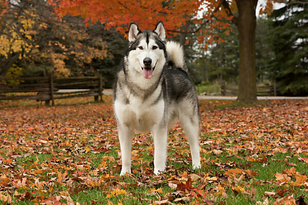 can a alaskan malamute live in mauritius