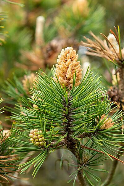 Mountain pine (Pinus mugo) a species of the genus of the pine (Pinus), pine family (Pinaceae). Mountain pine (Pinus mugo) a species of the genus of the pine (Pinus), pine family (Pinaceae).