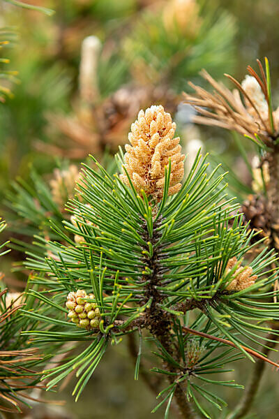 Mountain pine (Pinus mugo) a species of the genus of the pine (Pinus), pine family (Pinaceae).