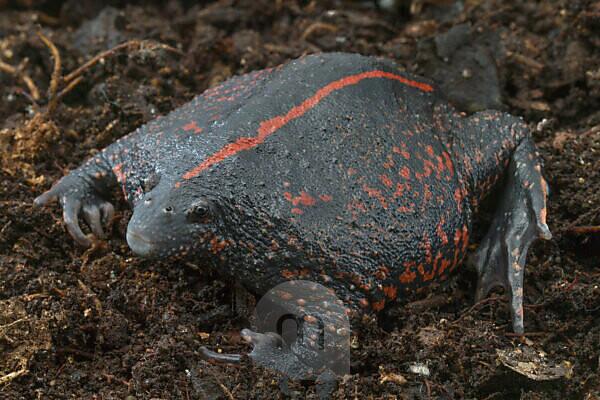 Red-banded Rubber Frog stock photo - Minden Pictures
