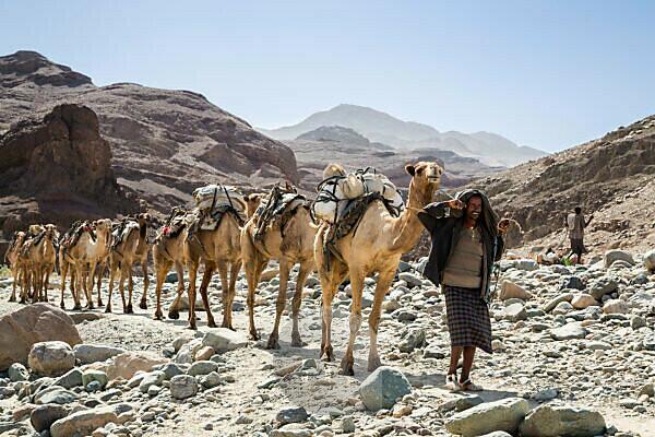 Bildagentur Mauritius Images Ethiopia Asa Bolo Afar Region A Tigrayan Man Leads A Camel Caravan Down A Rocky Track From The Ethiopian Highlands To Collect Salt Blocks From Pans Situated