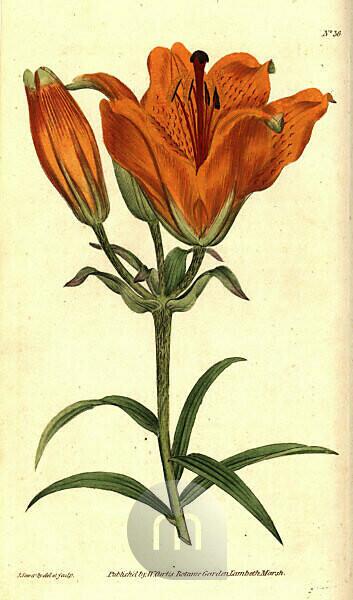 copperplate Orange Sowerby William The lily, from Handcolured James Curtis\' Lilium Marsh, | Magazine, illustration Bildagentur engraving Botanical Lambeth mauritius by botanical London, bulbiferum. images | and