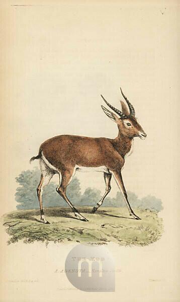 Bildagentur | from Baron Griffith\'s after by adenota). Thomas Kingdom Kob by Kobus the antelope, illustration | The Hamilton images engraving mauritius Animal kob Handcoloured by Edward (Antilope Landseer Smith an Charles