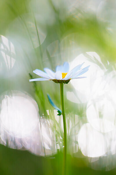 A daisy, summer scene