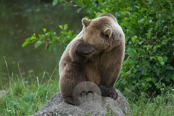 and | | green in bear You right over arctos) eyes: mauritius images brown nose the and trees Eurasian Bildagentur sitting Holding rocks a forest (Ursus background. on arctos paw his rock,