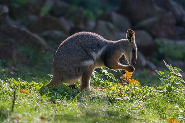 Yellow footed rock wallaby hi-res stock photography and images - Alamy
