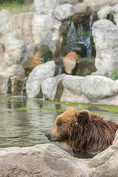 Bildagentur | mauritius images | One Kamchatka brown bear (Ursus arctos  piscator), bathing in a pond with a small cascade in the background