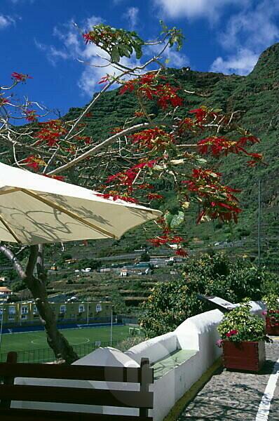 Bildagentur | mauritius images | Spanien, Kanarische Inseln, Insel La  Gomera, Agulo, Landschaft, Sonnenschirm, Weihnachtsstern, Kanaren, niemand,  Weihnachtsstern, blhen, Poinsettie, Gebirge, Sonne, Urlaub, Jahreszeit,  Frhling,