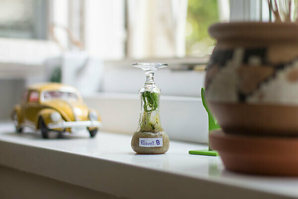 A small biotope on the windowsill