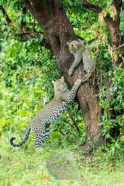 Female Leopard (Panthera pardus), Masai Mara National Reser…