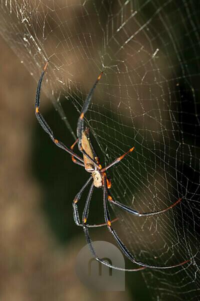 Golden silk web: Golden Orb-weaving Spider • Flinders Ranges Field  Naturalists