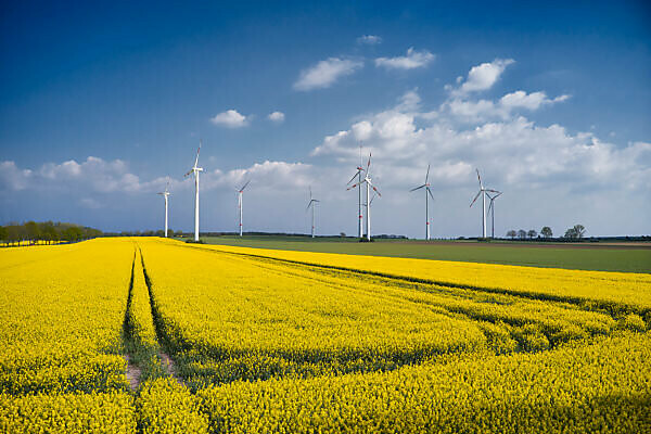 Agriculture, agriculture, blooming rape field, blue sky, wind farm,