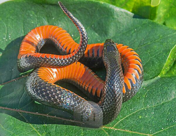 Grass Snake - Natrix Natrix Stock Image - Image of nature, defense