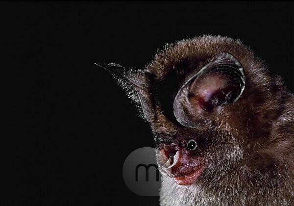 Silky Short-tailed Bat stock photo - Minden Pictures