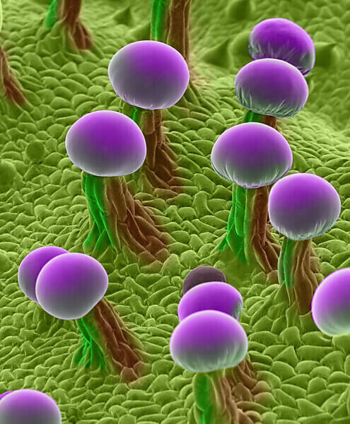 Bildagentur Mauritius Images Color Enhanced Scanning Electron Micrograph Sem Of The Surface Of A Marijuana Cannabis Sativa Plant Leaf Showing Glandular Cells Called Trichomes These Are Capitate Trichomes That Have Stalks