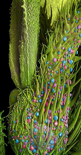 Microscopic photograph of C. sativa leaf-trichomes; CST