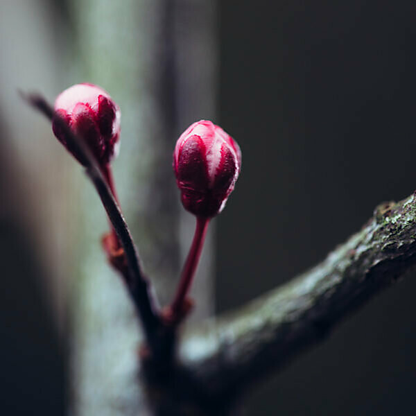 Blossom of a fruit tree, close-up
