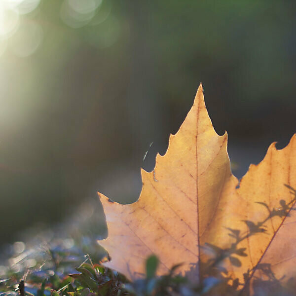 Autumn leaves, maple leaf, acer, close-up