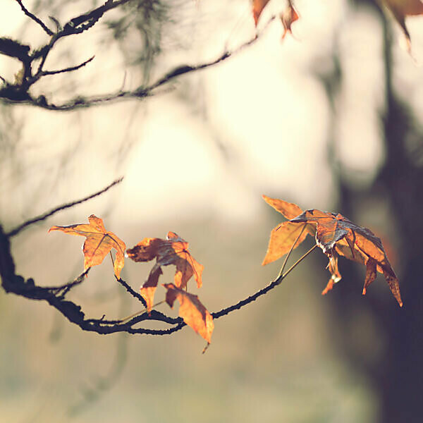 Autumn leaves, close-up