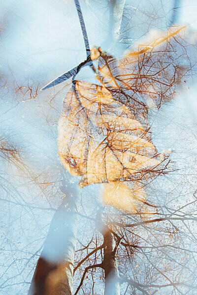 autumnal leaves, close-up, alienation, nature art