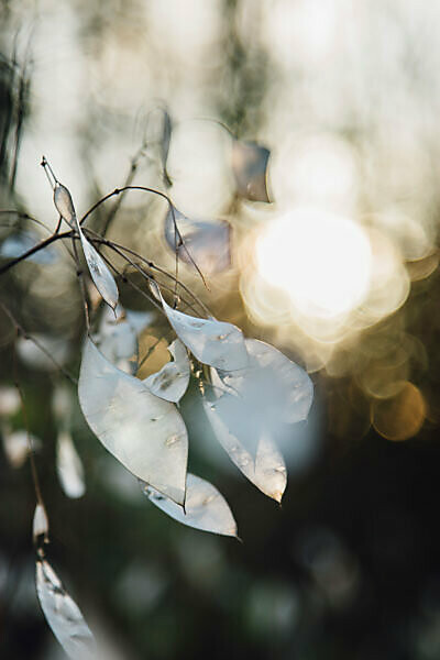Silver leaf in the back light, lunaria, close-up