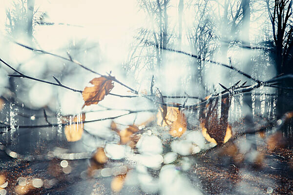 Autumn forest in the backlight, composing