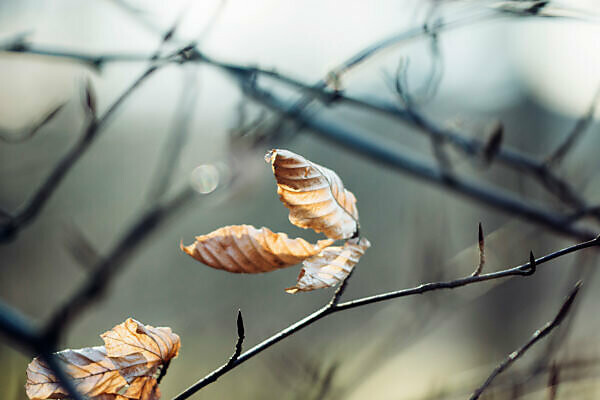 Autumn leaves, close-up