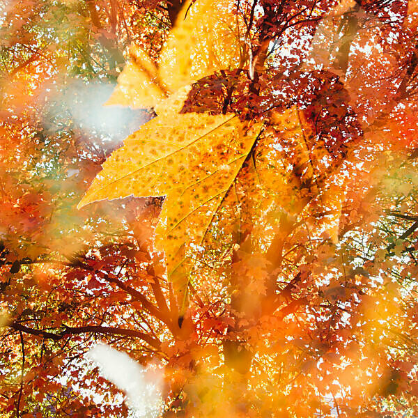 Maple leaves, Autumn leaves, close-up