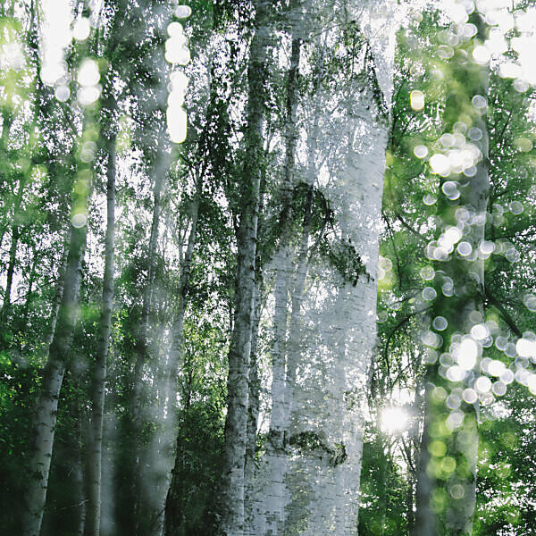 Alienation of a birch, close-up