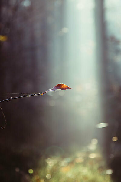 Bare branch with autumn leaves and cobweb in backlight, close-up