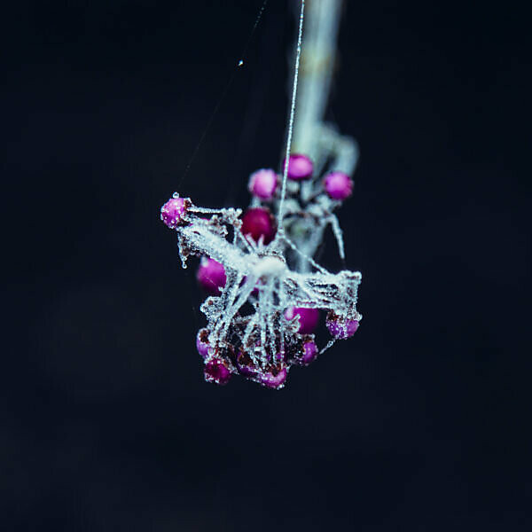 Frozen violet berries on branch with spider web, close-up