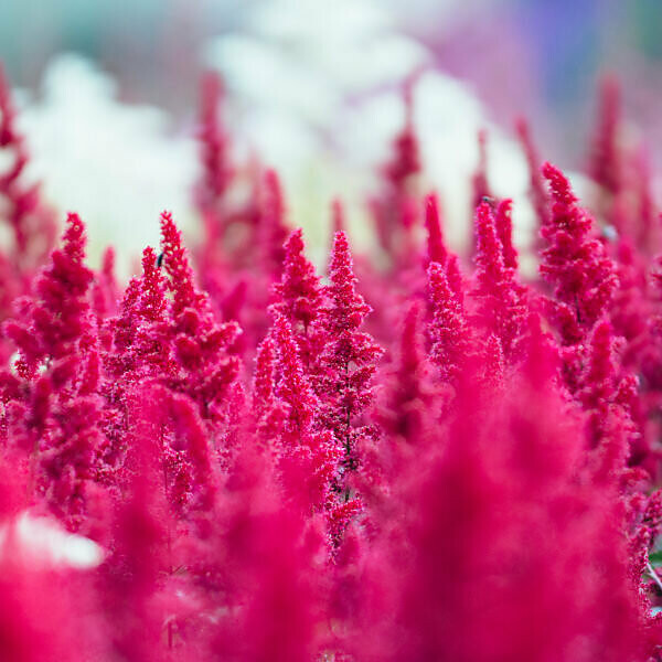 Red shining heather, close-up