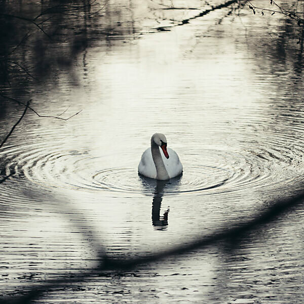 Swan is swimming at sea