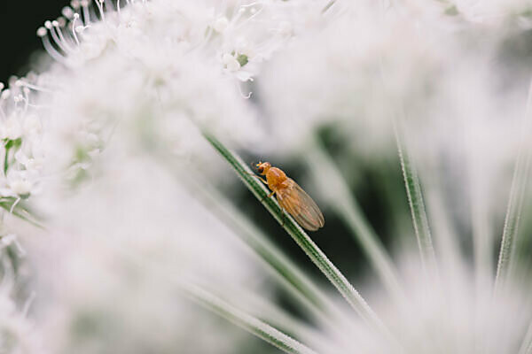 White flowers with insect, close-up