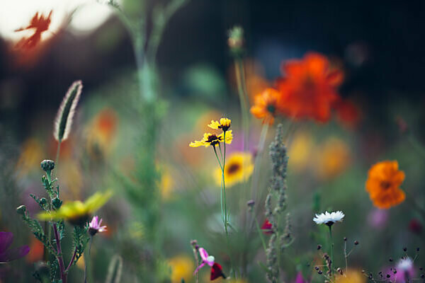 Colorful flower meadow, close-up