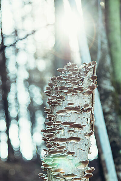 tree trunk overgrown with mushrooms, close-up