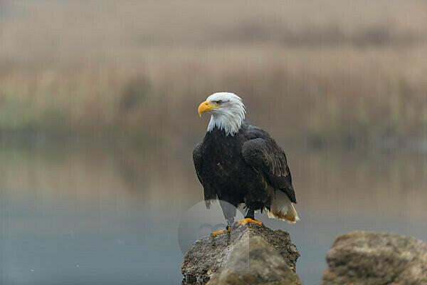 Bald Eagle – Sorrel Sky Gallery